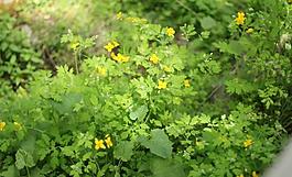 小黃花圖片
