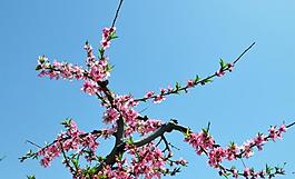 桃花圖片