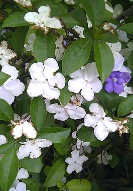 白花圖片