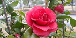 山茶花圖片