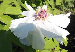牡丹花圖片