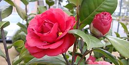 山茶花圖片