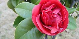 山茶花圖片