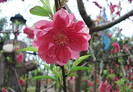 桃花圖片