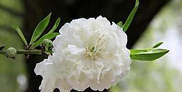櫻花爛漫圖片