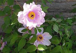 牡丹花圖片