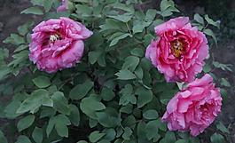 牡丹花圖片