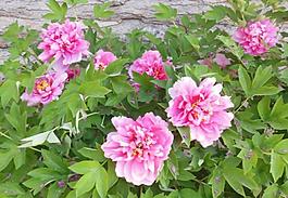 牡丹花圖片