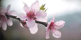 桃花圖片