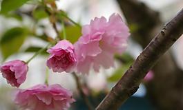 櫻花圖片