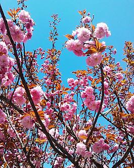 櫻花圖片
