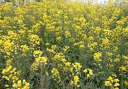油菜花圖片