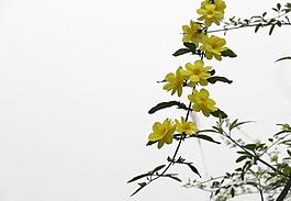 迎春花圖片