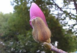 玉蘭花圖片