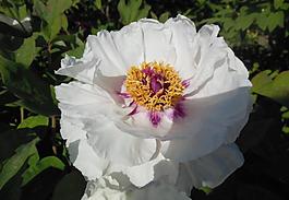 牡丹花圖片
