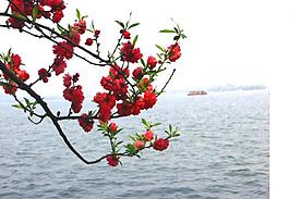 桃花圖片