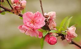 桃花圖片