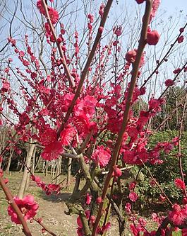 梅花圖片