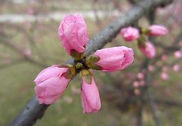 春花图片