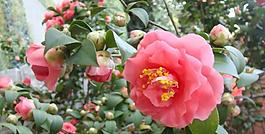 山茶花圖片