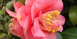 山茶花圖片