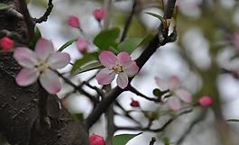 垂絲海棠圖片
