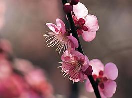桃花图片