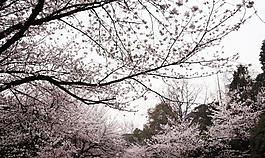 櫻花圖片