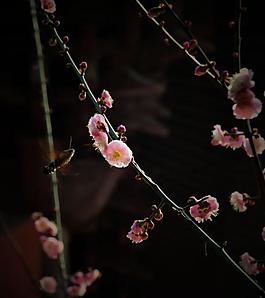 花朵圖片