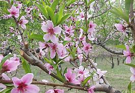 桃花圖片