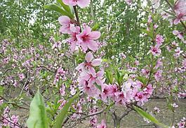桃花圖片