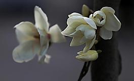 玉蘭花圖片