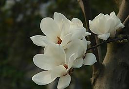 玉蘭花圖片