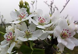 梨花圖片