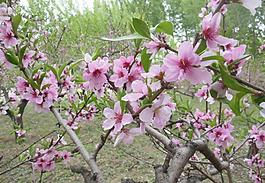 桃花圖片