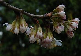櫻桃花圖片