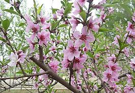 桃花圖片