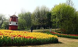 花叢圖片