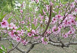 桃花圖片