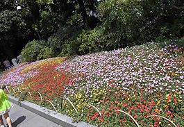 花兒朵朵圖片
