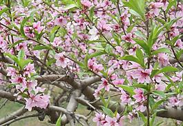 桃花圖片
