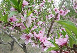 桃花圖片