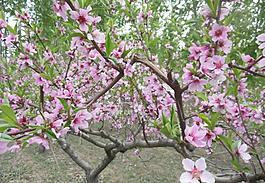 桃花圖片