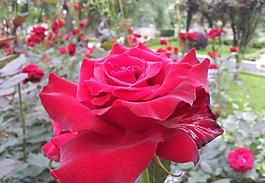 月季花圖片