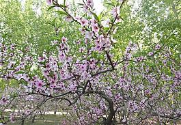 桃花圖片