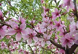 桃花圖片