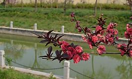 梅花图片
