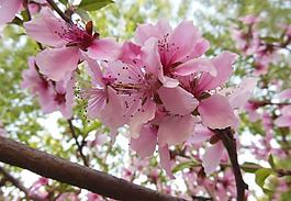 桃花圖片