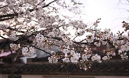 花 房屋圖片