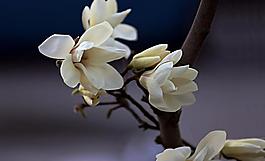 玉蘭花圖片